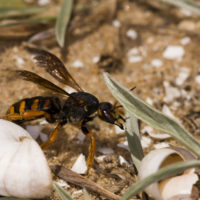 Rhodanthidium sticticum (F.) (Hymenoptera, Megachilidae)