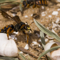 Rhodanthidium sticticum (F.) (Hymenoptera, Megachilidae)