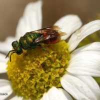 Hedychrum niemelai by Ruige Hoek Holland. Pentax *ist DL, 105mm @ f/13, 1/125", ISO 200. On flower of Matricaria chamomilla.