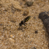 sp. (Hymenoptera, Sphecidae)