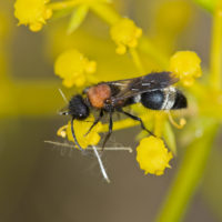 Stenomutilla collaris (Fabricius, 1787), m (Hymenoptera Mutillidae)