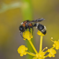 Stenomutilla collaris (Fabricius, 1787), m (Hymenoptera Mutillidae)