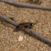 Tachysphex sp. (?) (Hymenoptera, Sphecidae)