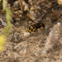 Tropidodynerus flavus (Lepeletier 1841) (Hymenoptera Vespidae Eumeninae)