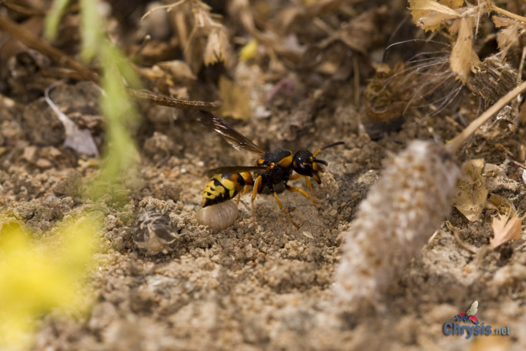 Tropidodynerus flavus (Lepeletier 1841) (Hymenoptera Vespidae Eumeninae)