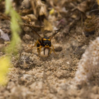 Tropidodynerus flavus (Lepeletier 1841) (Hymenoptera Vespidae Eumeninae)