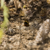 Tropidodynerus flavus (Lepeletier 1841) (Hymenoptera Vespidae Eumeninae)