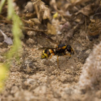 Tropidodynerus flavus (Lepeletier 1841) (Hymenoptera Vespidae Eumeninae)