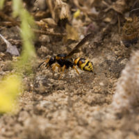 Tropidodynerus flavus (Lepeletier 1841) (Hymenoptera Vespidae Eumeninae)