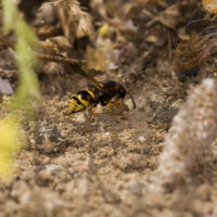 Tropidodynerus flavus (Lepeletier 1841) (Hymenoptera Vespidae Eumeninae)