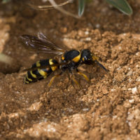 Tropidodynerus flavus (Lepeletier 1841) (Hymenoptera Vespidae Eumeninae)