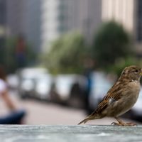 Local fauna, New York, NY