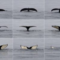 Whales!, Bar Harbor, ME