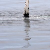 Whales!, Bar Harbor, ME