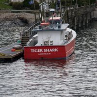 Tiger shark, Bar Harbor, ME