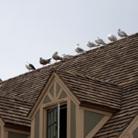 Seagulls, Bar Harbor, ME