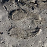 Moose footprint, Moosehead Lake, ME