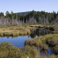 Moose habitat, Moosehead Lake, ME