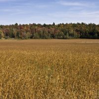 Field, Franconia & Sugar Hill, NH