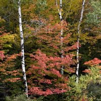 Trees, Franconia & Sugar Hill, NH
