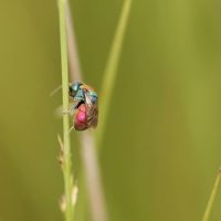 Holopyga ignicollis (or chrysonota), female by Yvonnik Lhomer
Brenne (France), 2005.. Canon EOS 20D.