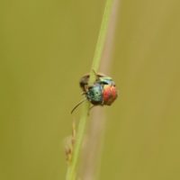 Holopyga ignicollis (or chrysonota), female by Yvonnik Lhomer
Brenne (France), 2005.. Canon EOS 20D.