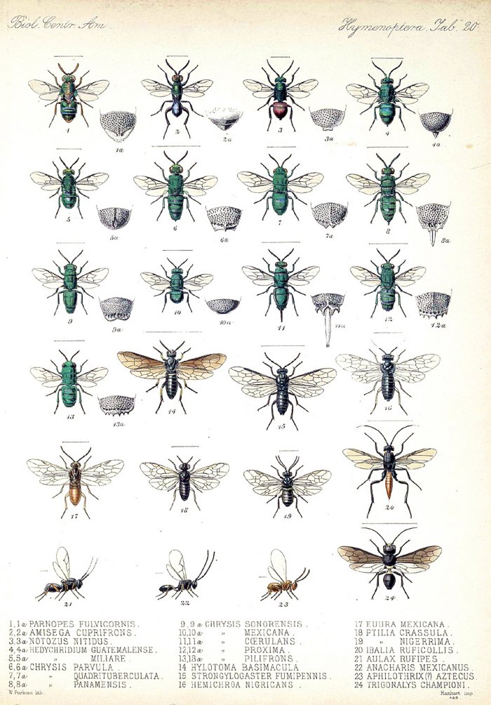 Godman et al., 1879, Biologia Centrali-Americana