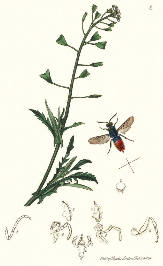 J. Curtis, 1824 - British Entomology