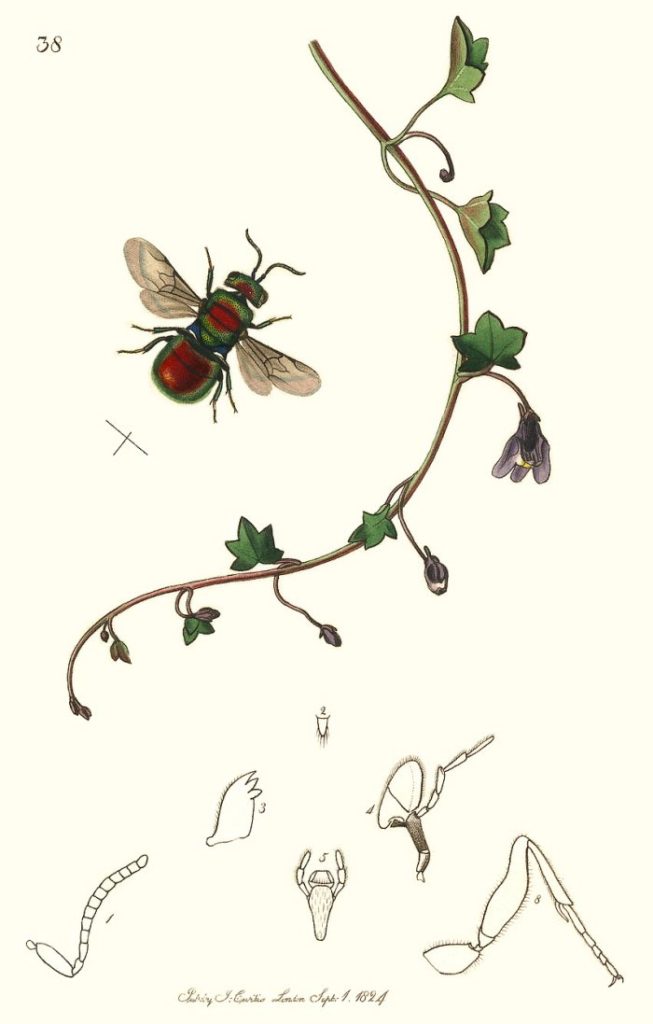 J. Curtis, 1824 - British Entomology