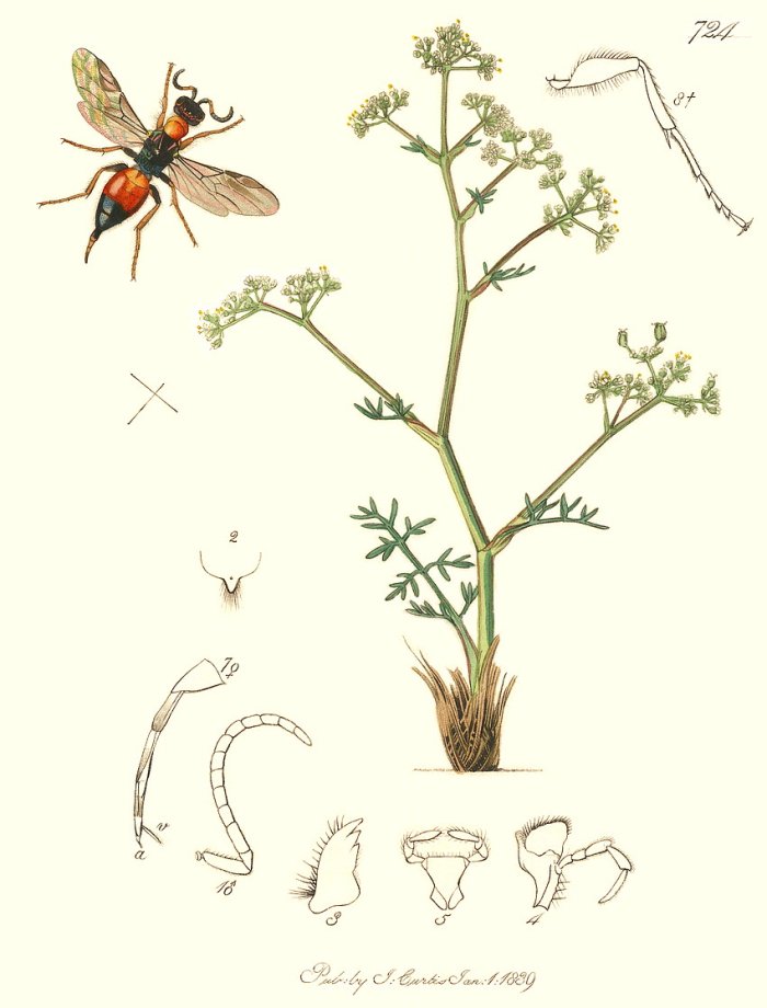J. Curtis, 1824 - British Entomology