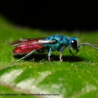 Chrysis ignita by Daan Kalmeijer
Correze (France), 2005.. Olympus E-1, DZ 50 mm f2.0 macro, Fl50 flash.