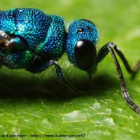 Chrysis ignita by Daan Kalmeijer
Correze (France), 2005.. Olympus E-1, OM 50 mm f3.5, reversed on a bellows, Fl50 flash.