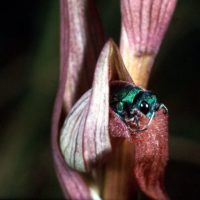 Chrysura refulgens