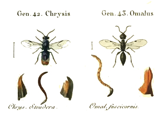 L. Jurine - Nouvelle méthode de classer... 1807