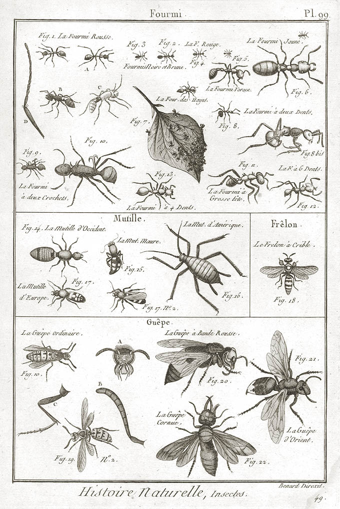 D. Diderot, Planche 99