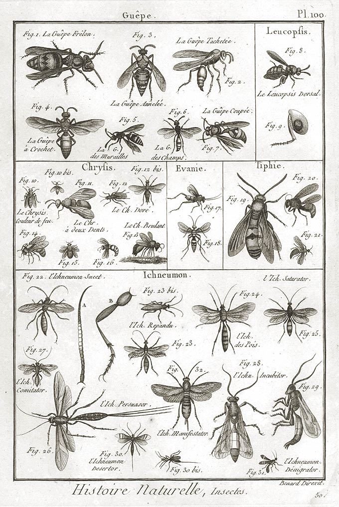 D. Diderot, Planche 100