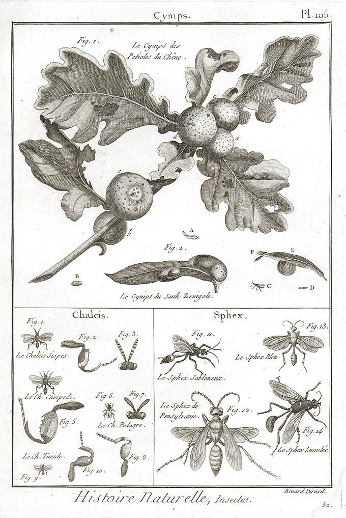 D. Diderot, Planche 105