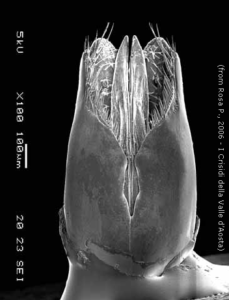 Capsula genitale di Chrysis ruddii Shuckard