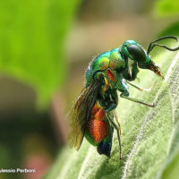 Stilbum cyanurum, Italy near Lecco, 2004, by Alessio Perboni