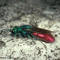 Chrysura refulgens, Slovenia, Kras (Karst), Brje pri Komnu, June 1992, by Andrej Gogala