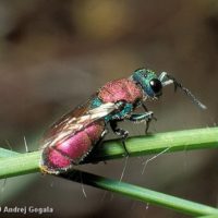 Chrysura dichroa, Slovenia, Kras (Karst), Brje pri Komnu, July 1989, by Andrej Gogala