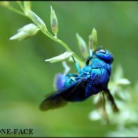 Chrysis sp. in the evening, Japan, by Hone-Face