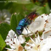 Chrysura refulgens, Italy, Rome, Cineto Romano, May 2004, by Maurizio Gigli