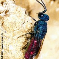 Chrysis pseudobrevitarsis, N Germany, Land Brandenburg, 1997, by Rolf Witt