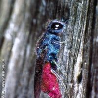 Chrysis inaequalis, NW Germany, Land Brandenburg, 1997, by Rolf Witt