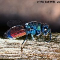 Chrysis splendidula, N Germany, Land Brandenburg, 1997, by Rolf Witt