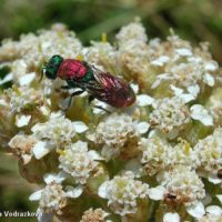 Chrysura dichroa, Italy, Montecopiolo(PS), July 2001, by Viera Vodrazkova