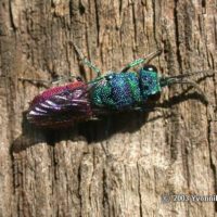 Chrysis ignita, France, Camargue, 21/04/03, by Yvonnik Lhomer