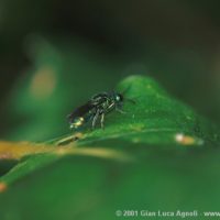 Trichrysis cyanea attracted by a mixture of water+sugar+alcohol spayed on the leaves, Italy, Emilia-Romagna, Oriano (PR), summer 2001, by Gian Luca Agnoli