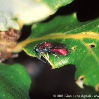 Spintharina versicolor attracted by a mixture of water+sugar+alcohol spayed on the leaves, Italy, Emilia-Romagna, Oriano (PR), summer 2001, by Gian Luca Agnoli